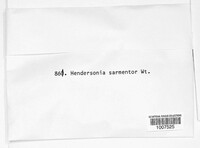 Hendersonia sarmentorum image